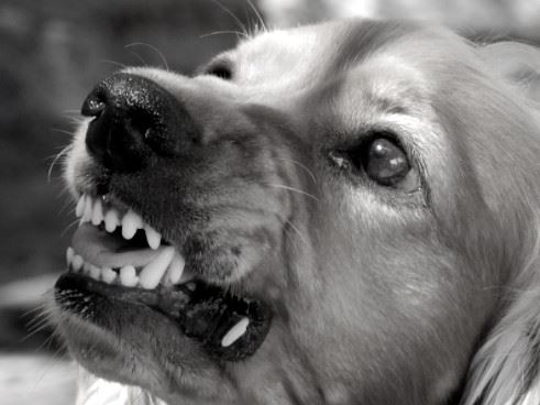 dog snarling aggressively at someone